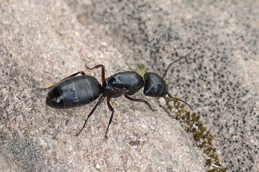 Passo Valles: regina di Camponotus herculeanus